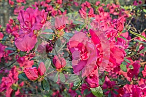 Pink Azaleas Flower Bloom Background.