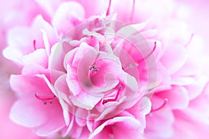 Pink azaleas are focused in front of background.