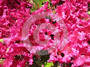 Pink Azaleas in full Bloom