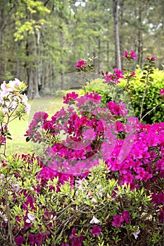 Pink Azaleas in Full Bloom During Spring