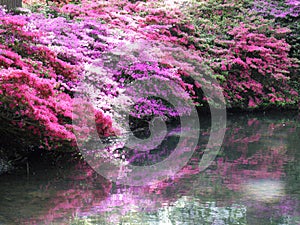 Pink Azaleas with shadow over water