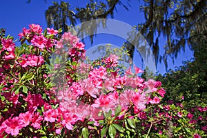 Pink Azaleas in the South