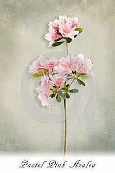 Pink azaleas on textured background