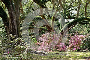 Pink Azaleas Under Majestic Oak Trees of Avery Island, Louisiana.