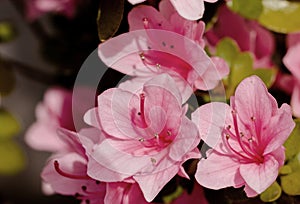 Pink Azalia Flowers