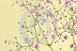 Pink Baby`s Breath flowers against a yllow background