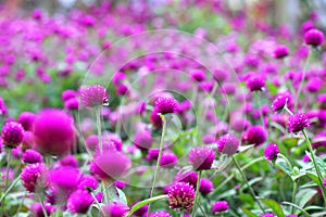 Pink Bachelor button, Pokok Butang Ungu, Button agaga, Everlasting, Gomphrena,  flowers in the garden photo