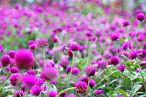 Pink Bachelor button, Pokok Butang Ungu, Button agaga, Everlasting, Gomphrena,  flowers in the garden