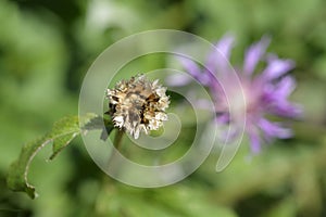 Pink Bachelors Button
