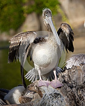 Pink-backed pelican