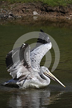 Pink-backed pelican