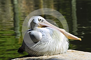 Pink Backed Pelican