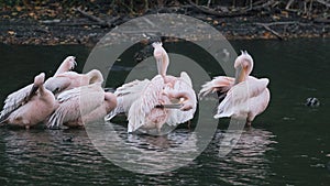 Pink-backed pelican birds clean feathers on lake