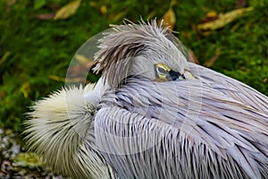 Pink-backed pelican burying beak in back feathers