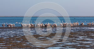 Pink-backed pelican colony in Walvis bay, Namibia