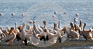 Pink-backed pelican colony in Walvis bay, Namibia