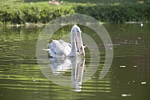 Pink backed pelican fishing