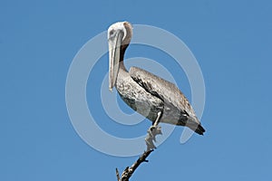 Pink-backed Pelican (Pelecanus rufescens)