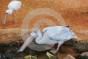 The Pink-Backed Pelican - Pelecanus rufescens - a bird of Africa and southern Arabia