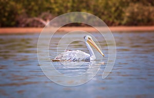 The Pink-backed Pelican or Pelecanus rufescens is floating in the sea lagoon in Africa, Senegal. It is a wildlife photo of bird in