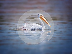 The Pink-backed Pelican or Pelecanus rufescens is floating in the sea lagoon in Africa, Senegal. It is a wildlife photo of bird in