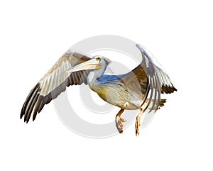 The Pink-backed Pelican or Pelecanus rufescens is flying. It is isolated on the white background