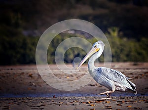 The Pink-backed Pelican or Pelecanus rufescens is going on the beach in the sea Somone lagoon in Africa, Senegal. It is