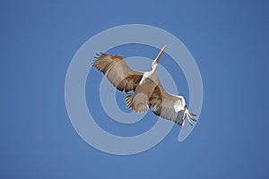 Pink Backed Pelican, pelecanus rufescens, Juvenile in Flight