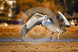 The Pink-backed Pelican or Pelecanus rufescens is lands on the beach in the sea lagoon in Africa, Senegal. It is a wildlife photo