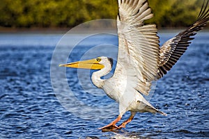 The Pink-backed Pelican or Pelecanus rufescens is lands on the surface in the sea lagoon in Africa, Senegal. It is a wildlife