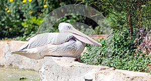 Pink-Backed Pelican (Pelecanus rufescens) in a park