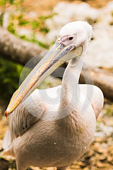 The Pink-backed Pelican or Pelecanus rufescens portrait