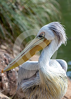 Pink-backed Pelican (Pelecanus rufescens) in Senegal