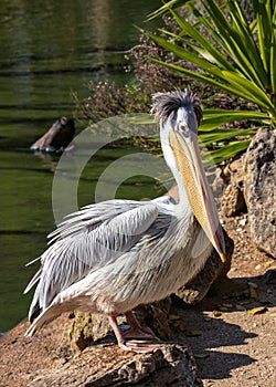 Pink-backed Pelican (Pelecanus rufescens) in Senegal