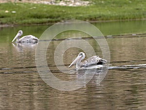 Pink-backed Pelican, Pelecanus rufescens, in a small pond in central Ethiopia