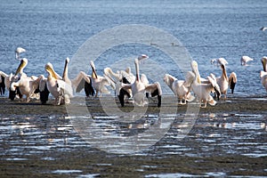 Pink-backed pelican, Pelecanus rufescens, Walvis bay, Namibia