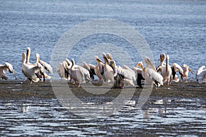 Pink-backed pelican, Pelecanus rufescens, Walvis bay, Namibia