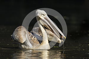 Pink-backed Pelican