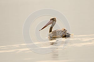 Pink backed pelican on the water
