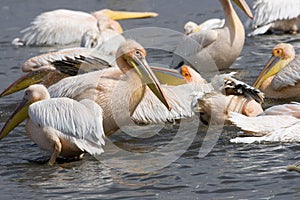 Pink-backed Pelicans at lake Nakuru.
