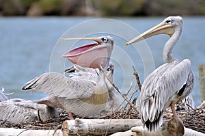 Pink-backed Pelicans photo