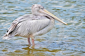 Pink-backed Pelicans photo