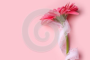 Pink background with gerbera flower.