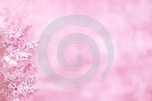 Pink background with lilac flowers photo