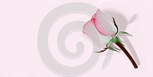 Pink background for mother`s day, wedding and valentine`s day with copy space for mockups. greeting card with rose