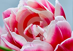 pink background from one bud of a blooming tulip columbus