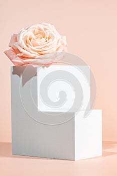 Pink background for product presentation with square podiums of geometric shapes and blooming rose. Empty podiums