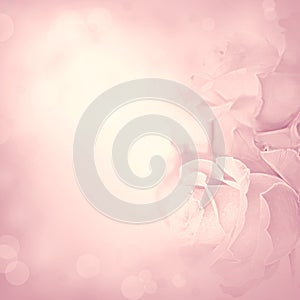 Pink background with rose flowers