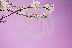 Pink background Spring withe flowers on branch. Plum tree