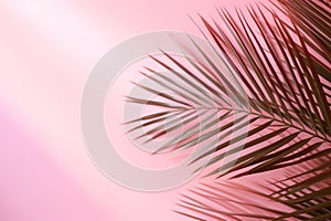 Pink background with tropical palm leaves and soft shadow